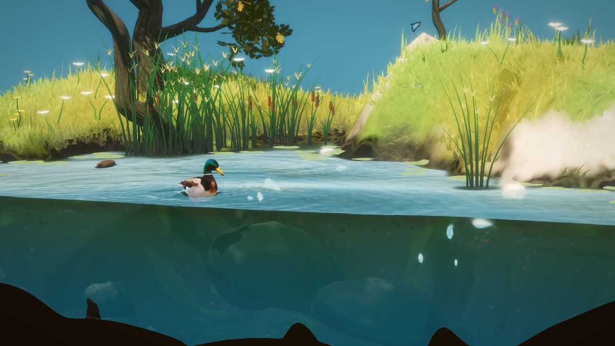 A mallard drifting on the pond in Nemus